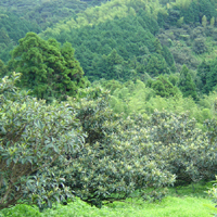 高倉びわの葉茶１袋