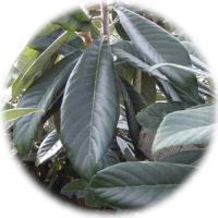 高倉びわの葉茶１袋
